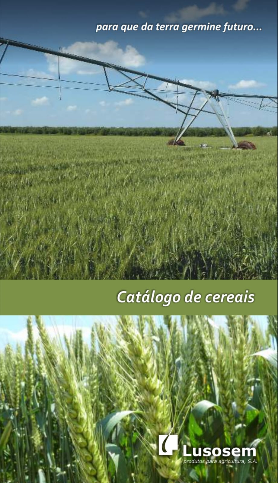 Capa de Cereais – Produção PDF Moçambique