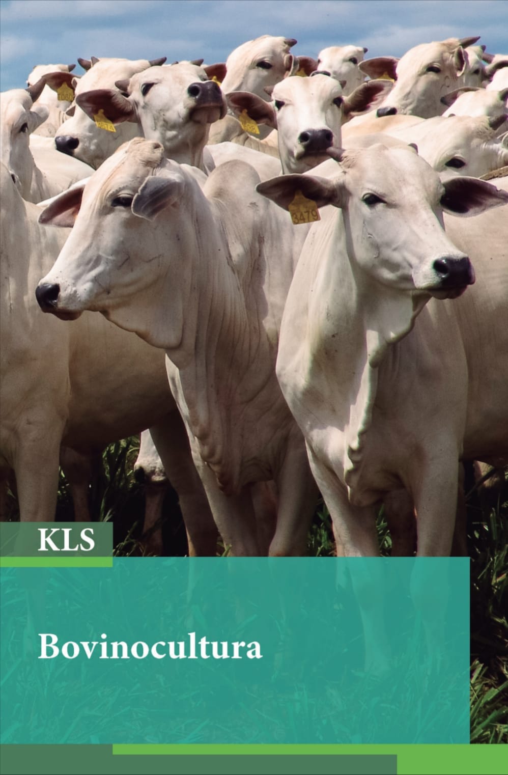 Capa de Manejo de bovinos pdf